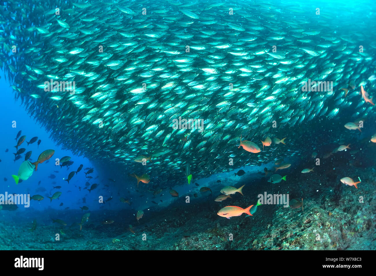 BigEye Unmengen (Selar Crumenophthalmus) große Untiefe, Halbinsel Baja California, Mexiko. Sea of Cortez. Stockfoto