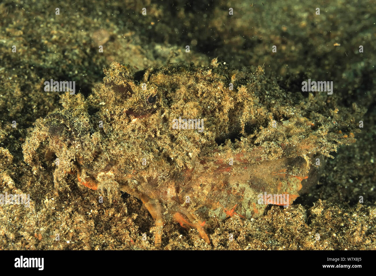 Spiny devilfish (Inimicus didactylus) auf Sand, Manado, Indonesien getarnt. Sulawesi Meer. Stockfoto