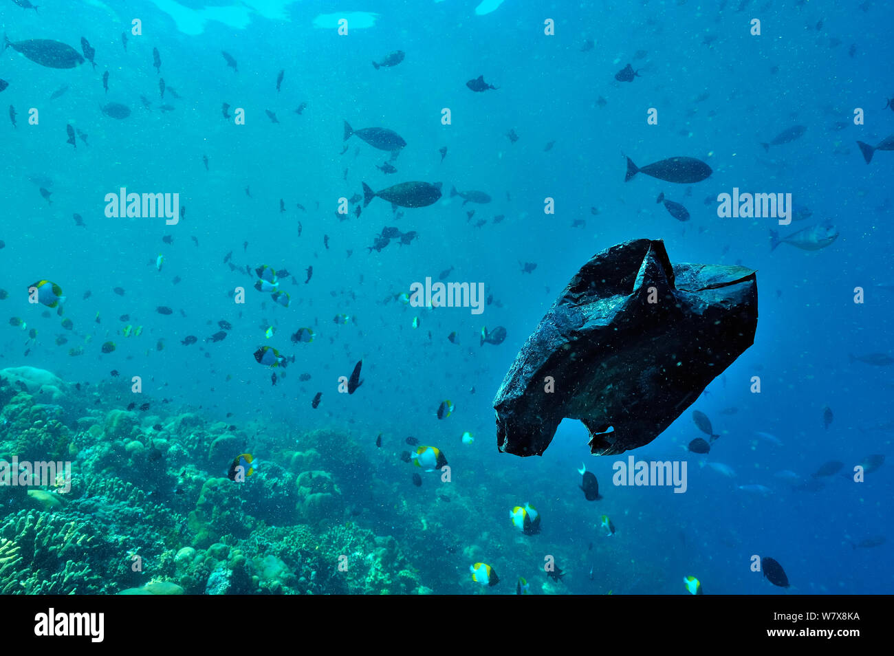 Plastikbeutel schwimmen im Meer, das ist Abfall aus der Stadt Manado, Indonesien. Sulawesi Meer. Stockfoto