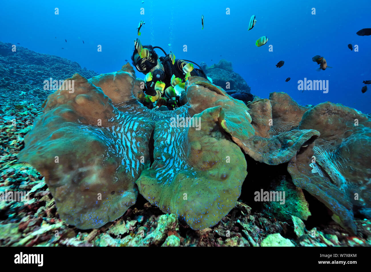 Diver hinter Riesenmuscheln (Tridacna gigas) Manado, Indonesien. Sulawesi Meer. Mai 2010. Stockfoto