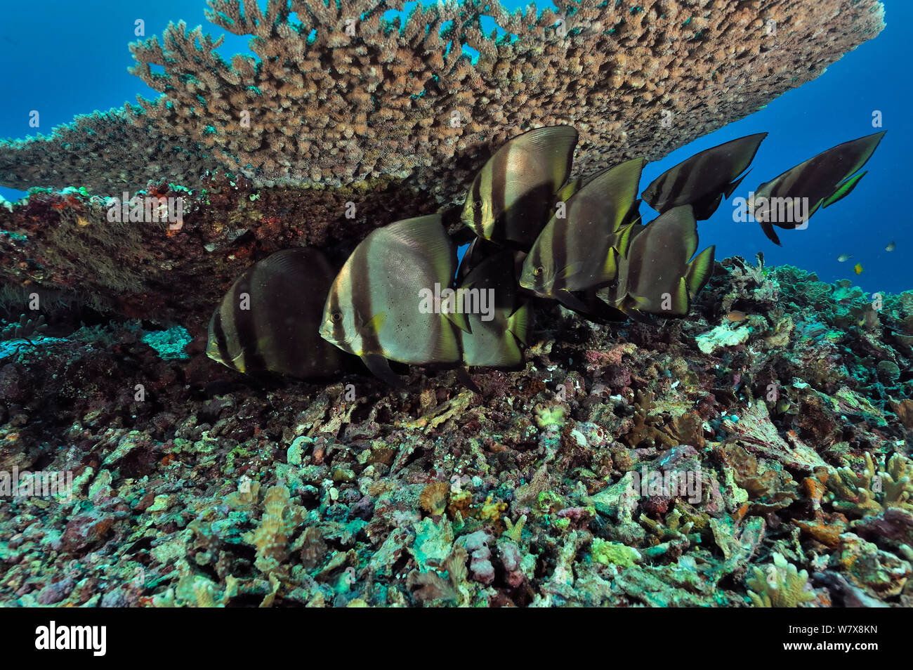 Kleine Schule der schattierten Fledermausfischen (Platax pinnatus) unter Tischkoralle (acropora) Manado, Indonesien, sich auszuruhen. Sulawesi Meer. Stockfoto