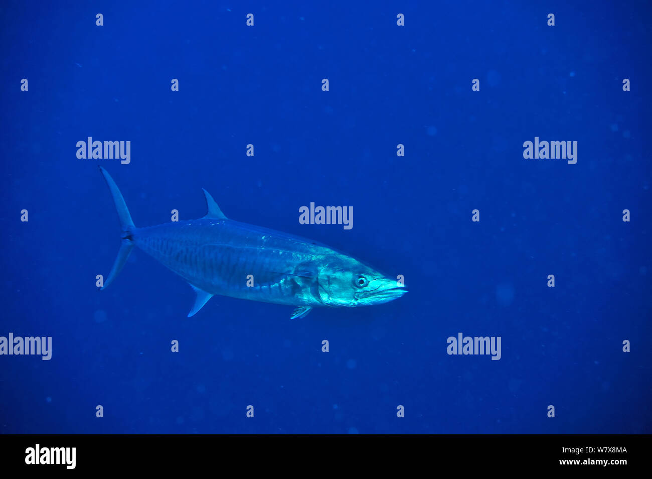 Gesperrt spanische Makrele (Scomberomorus commerson) im offenen Wasser, Palau. Philippinischen Meer. Stockfoto