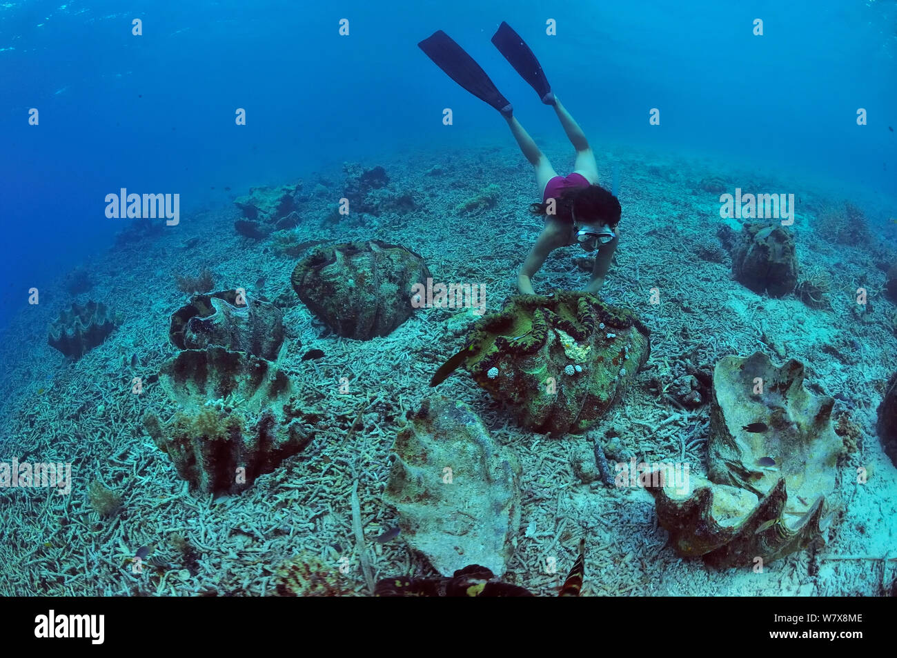Taucher in der Nähe von Riesenmuscheln (Tridacna gigas), von denen einige tot sind, Palau. Philippinischen Meer. April 2010. Stockfoto