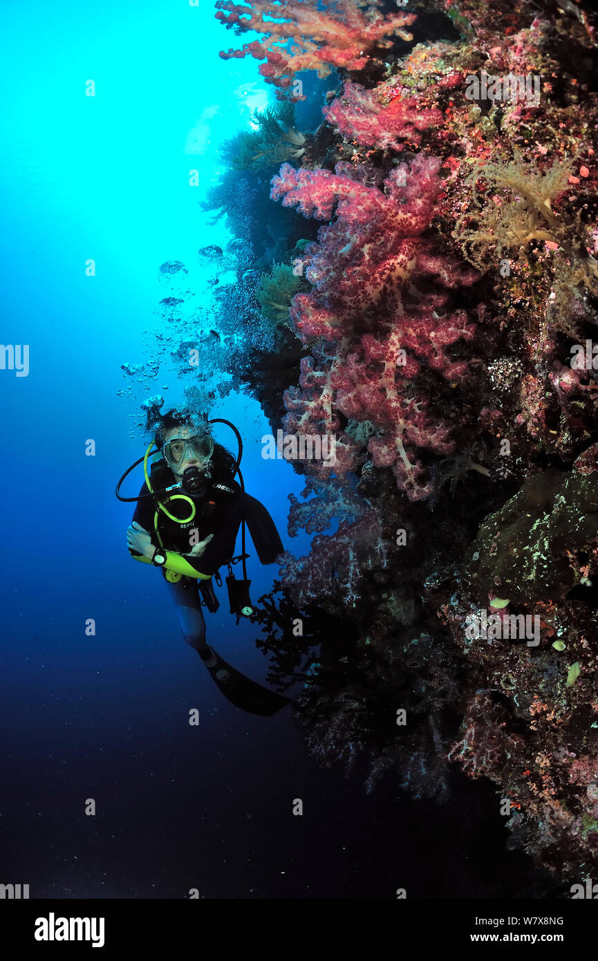 Taucher, die von wall Weichkorallen (dendronephthya) Palau. Philippinischen Meer. April 2010. Stockfoto