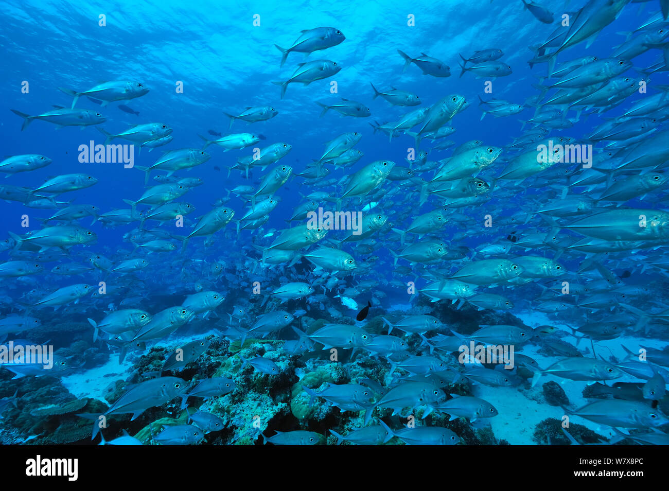 Schule der Großaugen Makrelen/Buchsen (Caranx sexfasciatus) Palau. Philippinischen Meer. Stockfoto