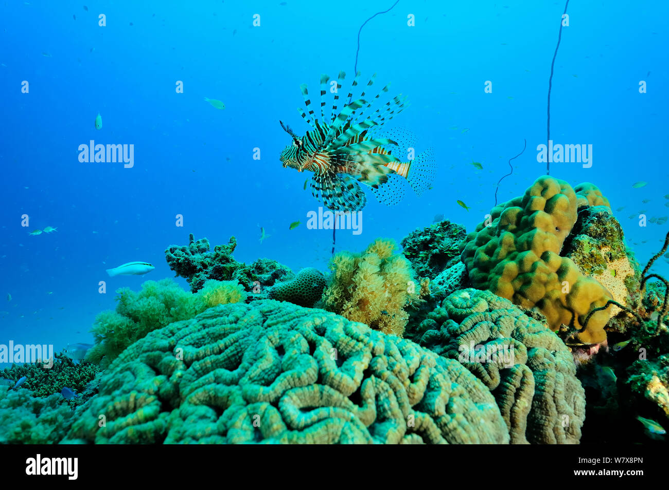Gemeinsame Rotfeuerfische (Pterois volitans/Meilen) über Coral Reef, Mayotte. Indischen Ozean. Stockfoto