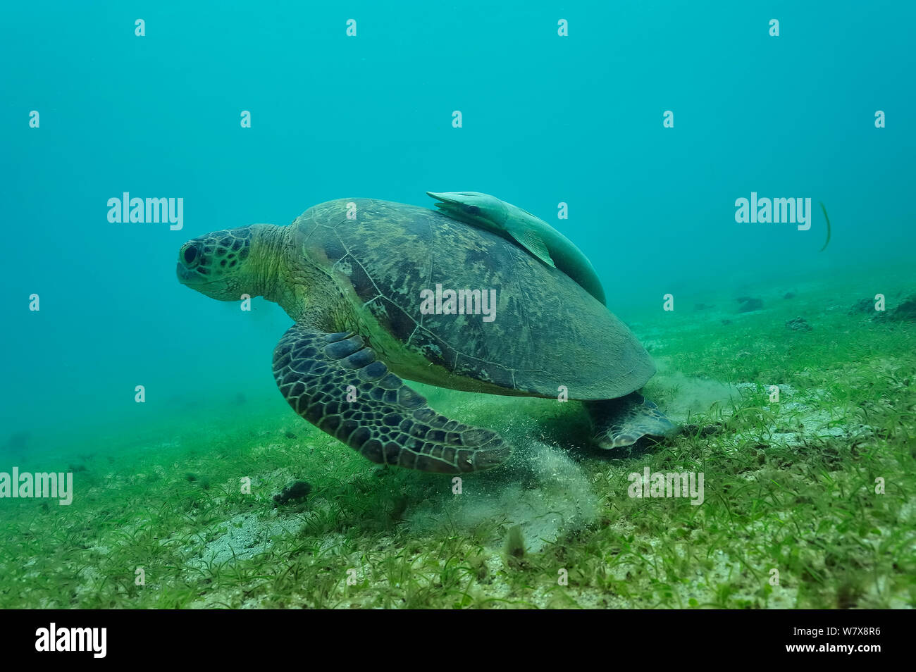 Suppenschildkröte (Chelonia mydas) am Meeresboden mit schiffshalter (Echeneis naucrates) auf Ihrer Shell/Panzers, Mayotte. Indischen Ozean. Stockfoto