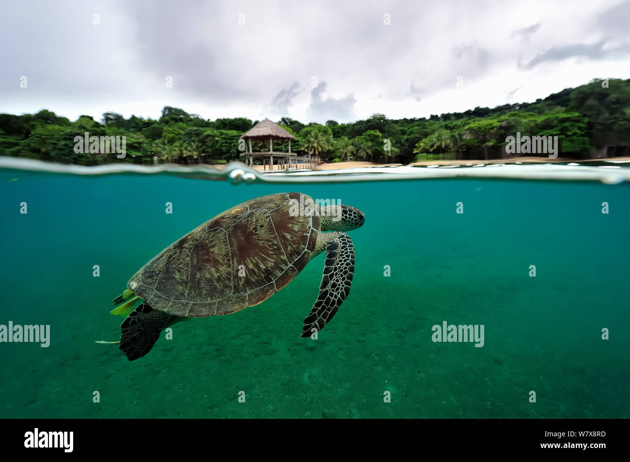 Suppenschildkröte (Chelonia mydas) in der Nähe von Ngouja Strand, an der Oberfläche atmen, Mayotte. Indischen Ozean. Stockfoto