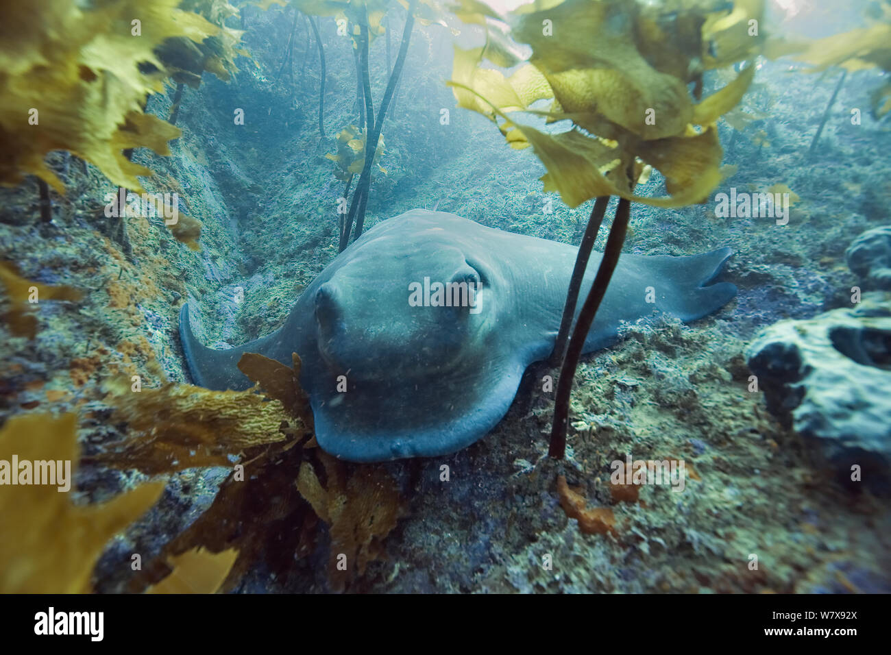 Cowray/australischen Bull Ray (Myliobatis australis), Drei Könige Inseln, Neuseeland. Im pazifischen Ozean. Stockfoto