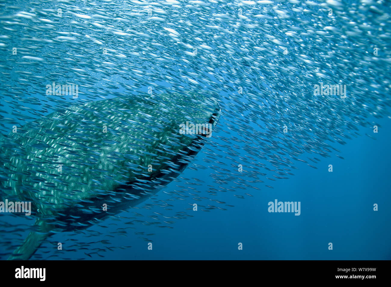 Walhai (Rhincodon Typus) mit Schwarm von Sardellen bleiben in der Nähe von Plünderung zu vermeiden. Los Roques, Venezuela. Karibik. Stockfoto