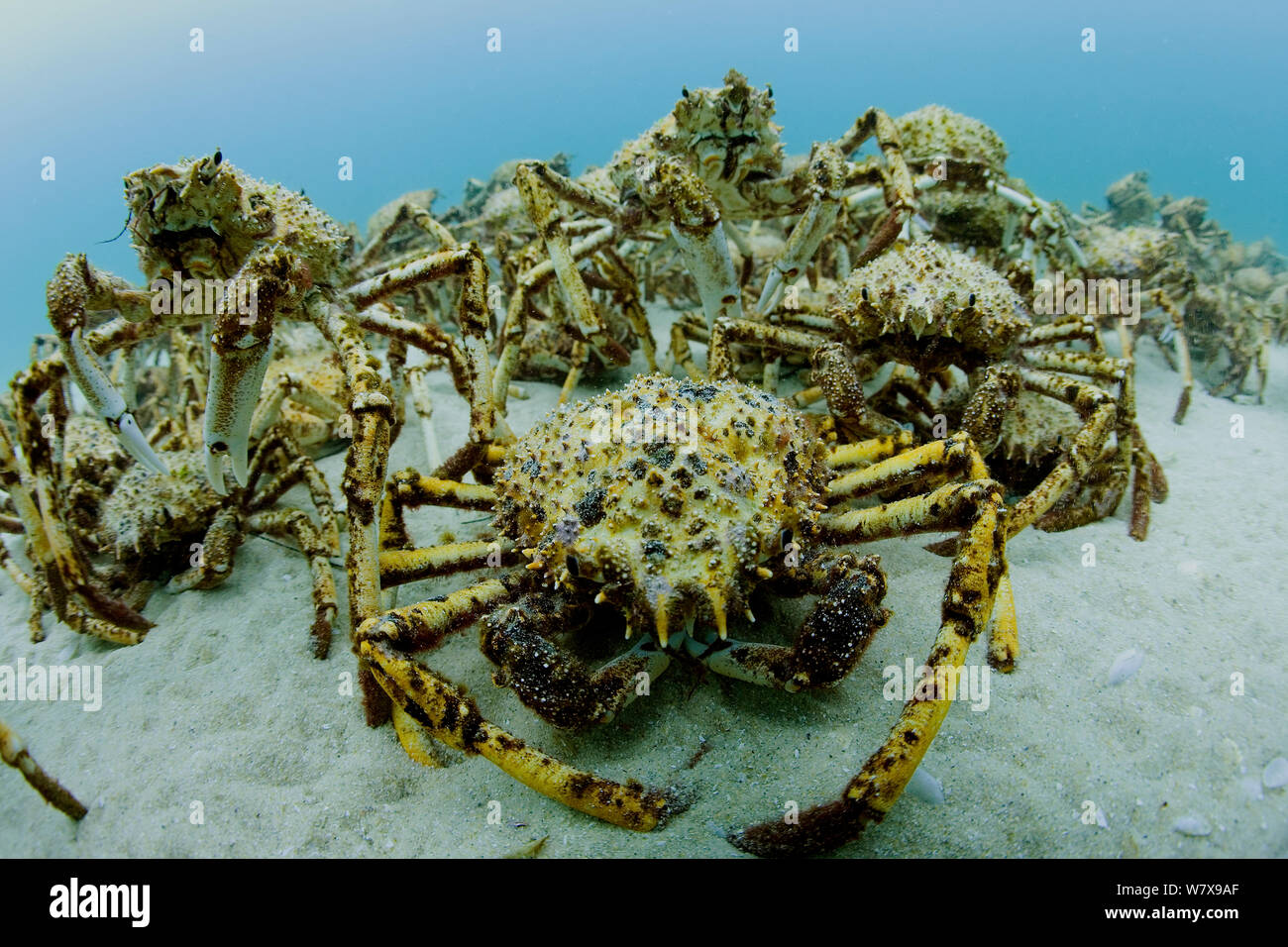Aggregation von Tausenden von Spider Krabben (Leptomithrax Gaimardii) für Mauser, Süd-Australien-Becken, Australien. Pazifischen Ozean. Stockfoto