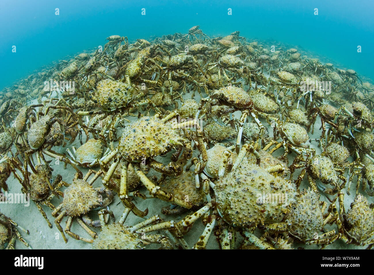 Aggregation von Tausenden von Spider Krabben (Leptomithrax Gaimardii) für Mauser, Süd-Australien-Becken, Australien. Pazifischen Ozean. Stockfoto