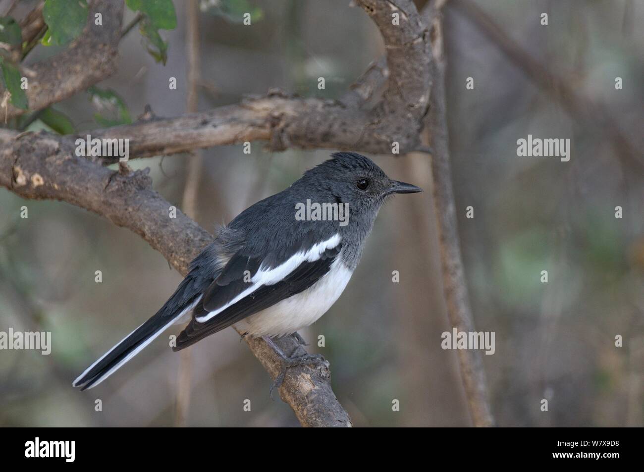 Orientalische magpie Robin (Copsychus saularis), Indien. Stockfoto