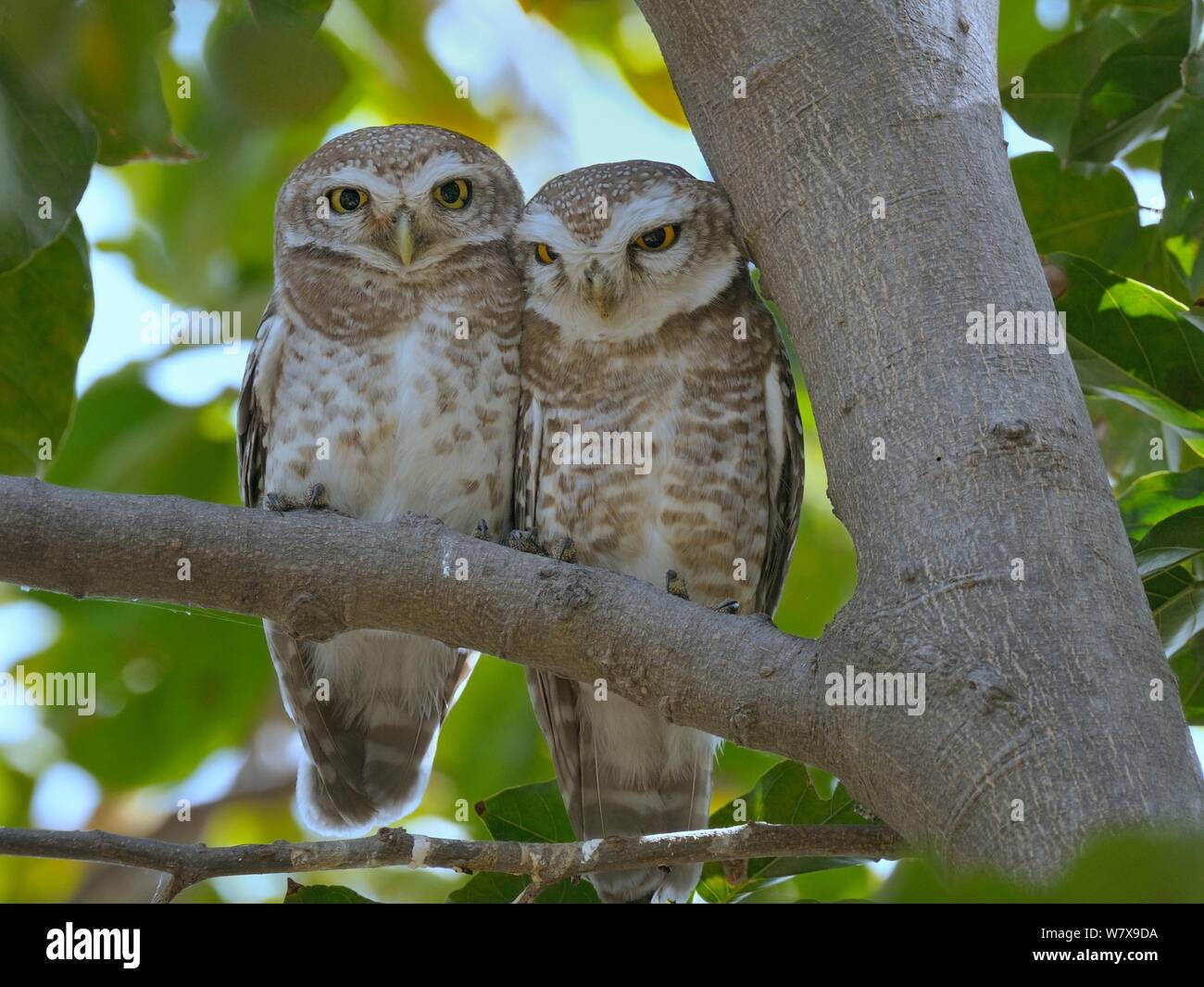 Gefleckte owlet (Athene brama) Paar auf einem Zweig, Bharatpur/Keoladeo Ghana National Park, Indien. Stockfoto