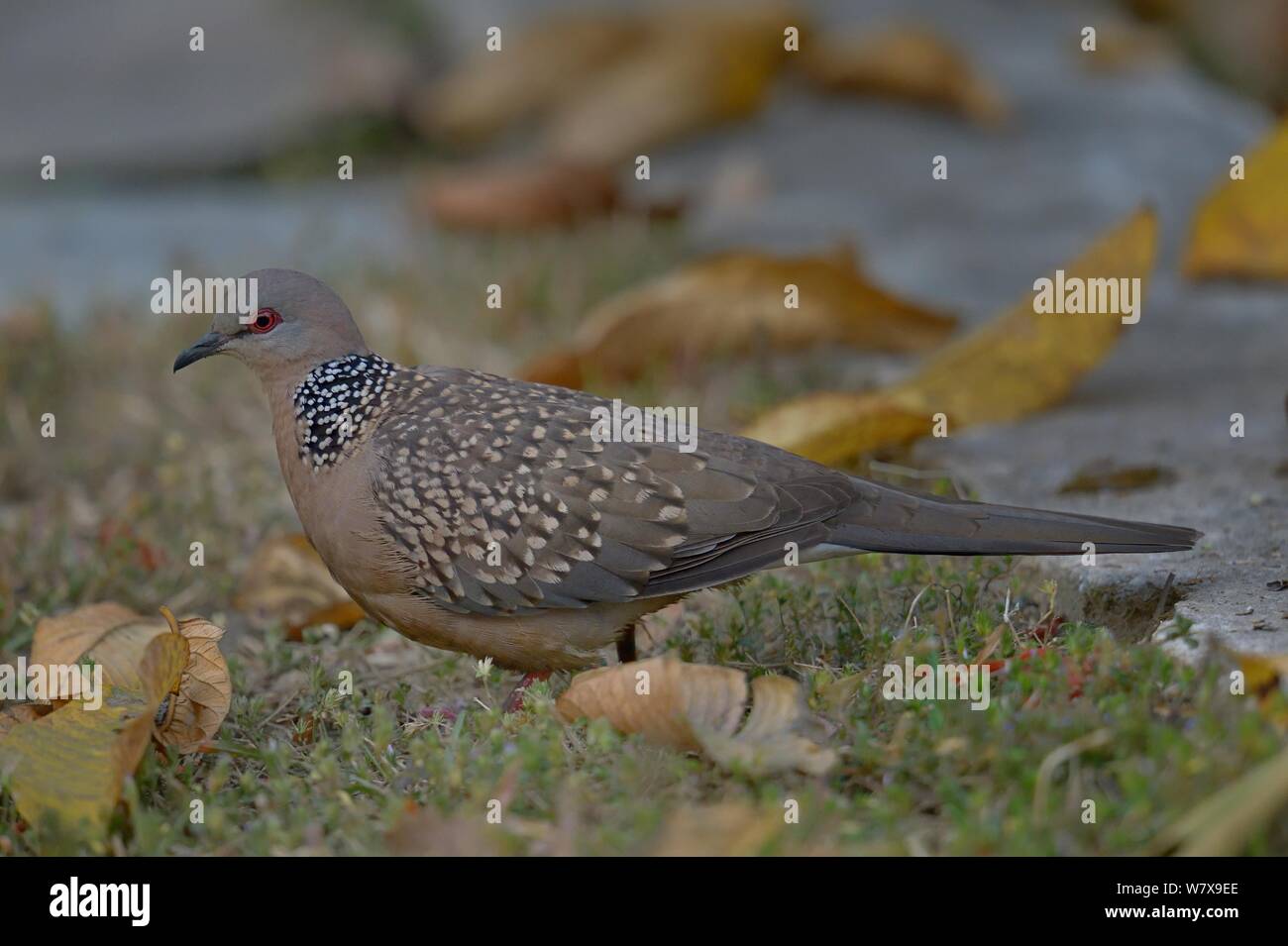 Gefleckte Taube (Streptopelia chinensis) auf dem Boden, Indien. Stockfoto