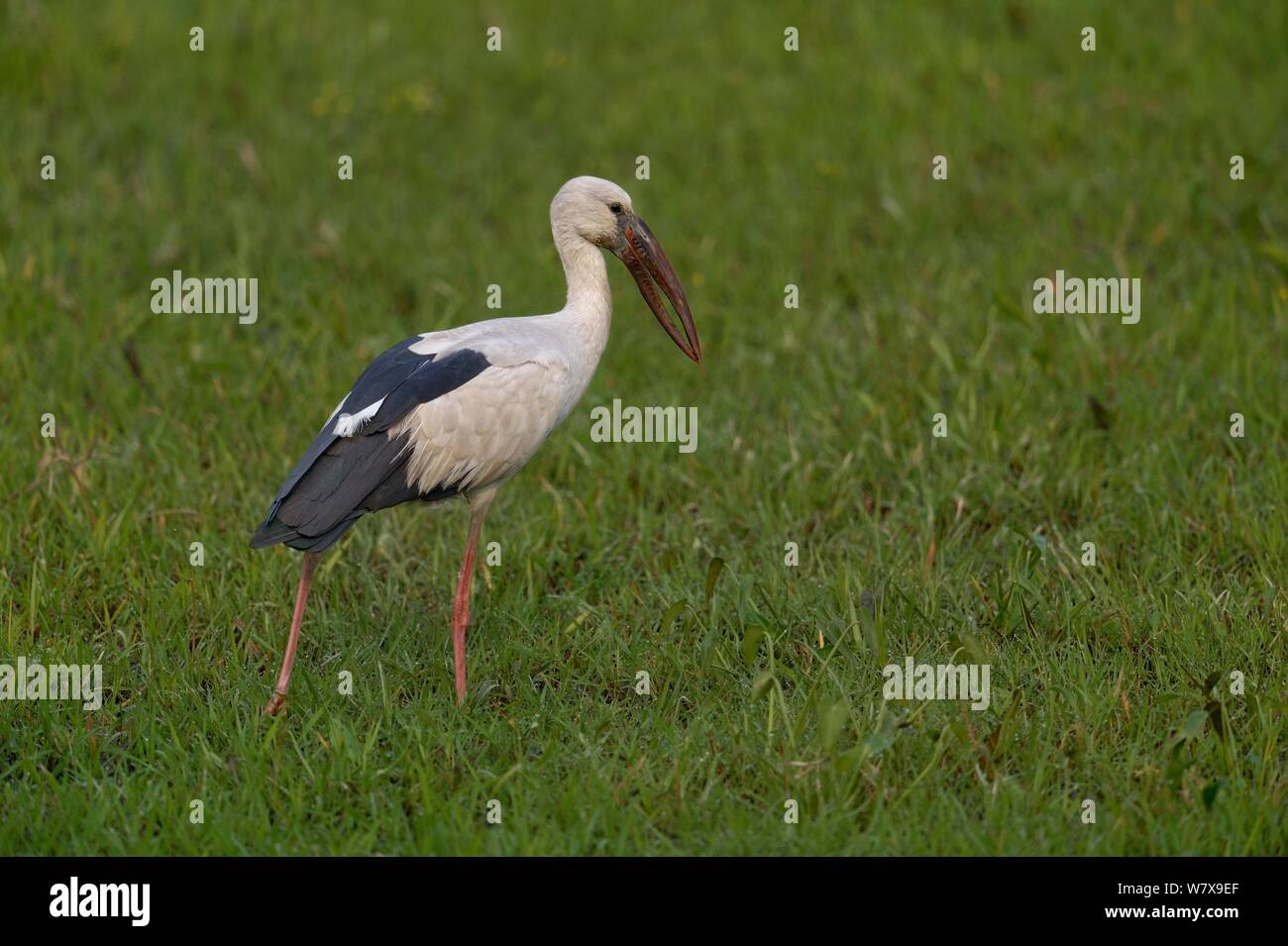 Asian openbill (Anastomus oscitans) Jagd in Gras, Kaziranga, Assam, Indien. Stockfoto