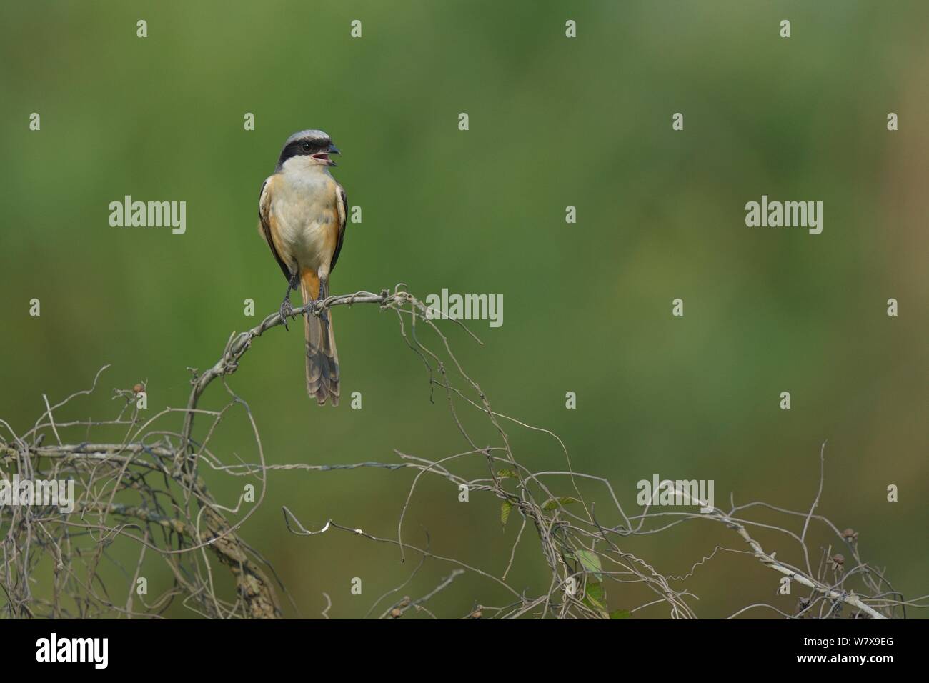 Grau-backed Shrike (Lanius tephronotus), Kaziranga National Park, Assam, Indien. Stockfoto