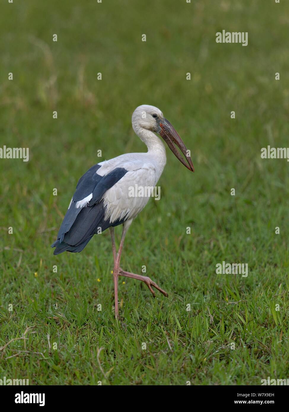 Asian openbill (Anastomus oscitans) Jagd in Gras, Kaziranga, Assam, Indien. Stockfoto