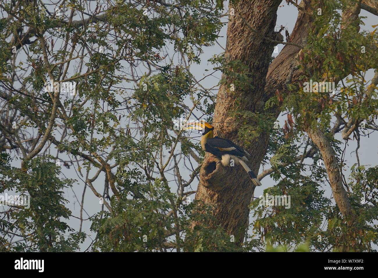 Great Hornbill (Buceros bicornis) Stillen im Nest hole. Kaziranga Nationalpark, Assam, Indien. Stockfoto