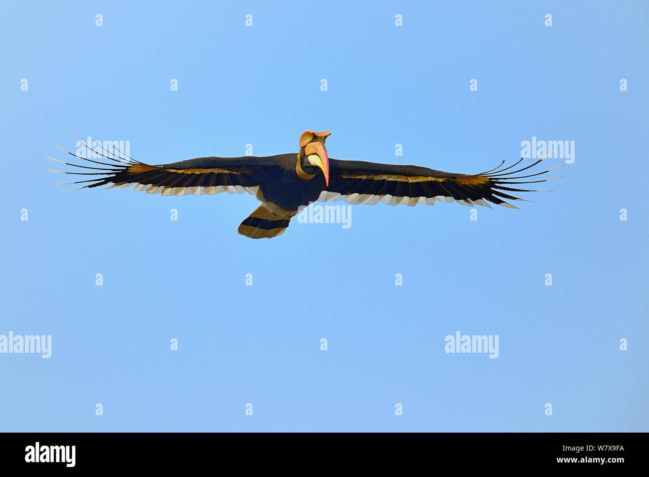 Great Hornbill (Buceros bicornis) im Flug. Kaziranga Nationalpark, Assam, Indien. Stockfoto