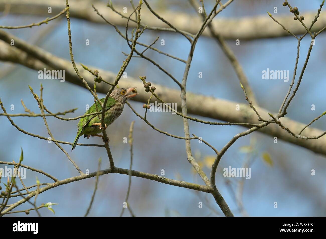 Lineated Barbet (Psilopogon lineatus) Ernährung Kaziranga National Park, Assam, Indien. Stockfoto