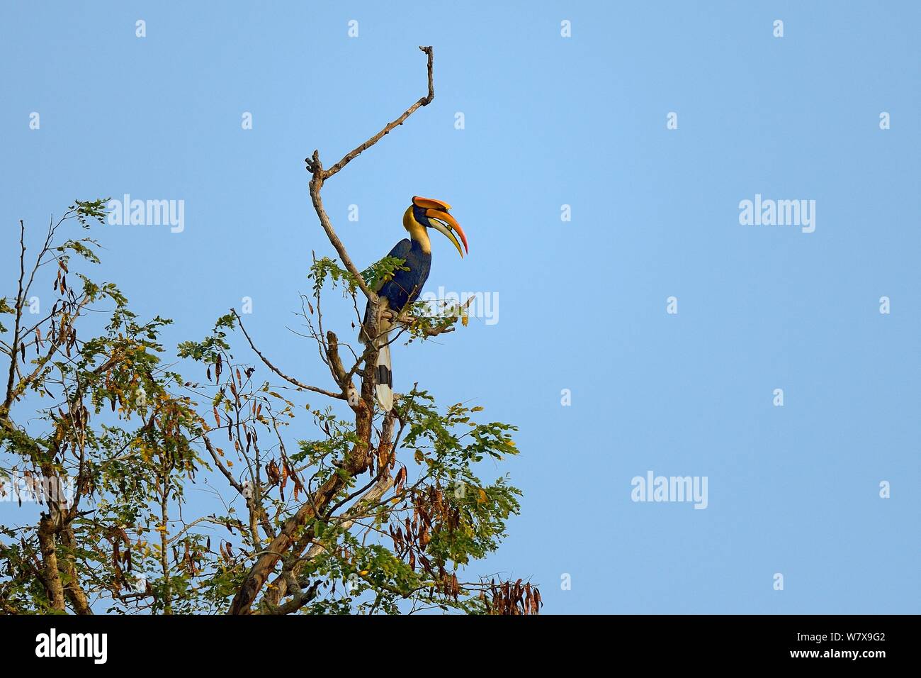 Great Hornbill (Buceros bicornis) hocken. Kaziranga Nationalpark, Assam, Indien. Stockfoto