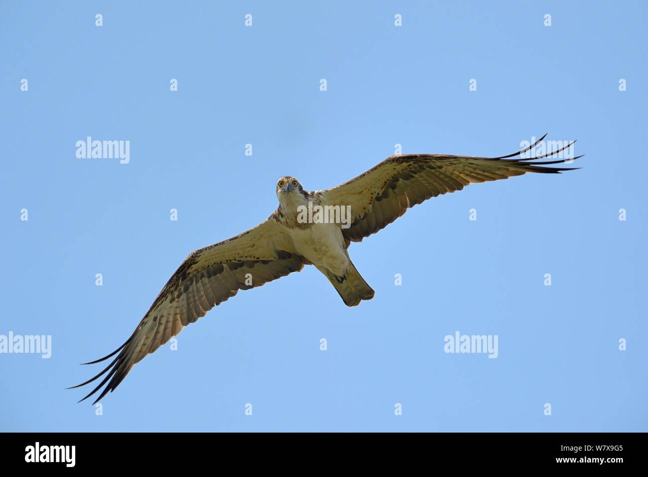 Fischadler (Pandion haliaetus) im Flug, Kaziranga National Park, Assam, Indien. Stockfoto