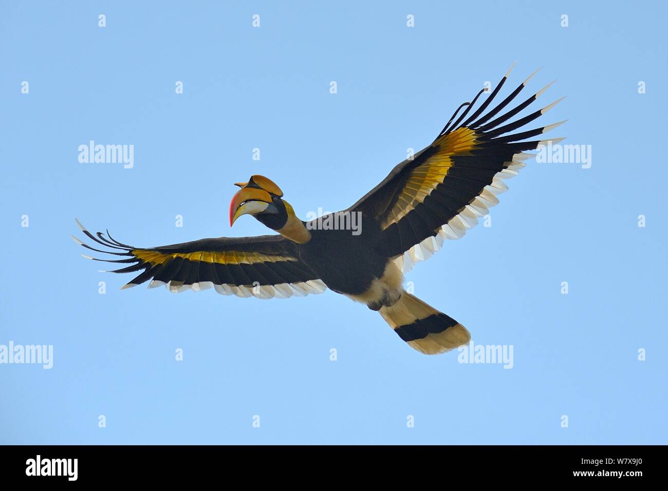 Great Hornbill (Buceros bicornis) im Flug. Kaziranga Nationalpark, Assam, Indien. Stockfoto