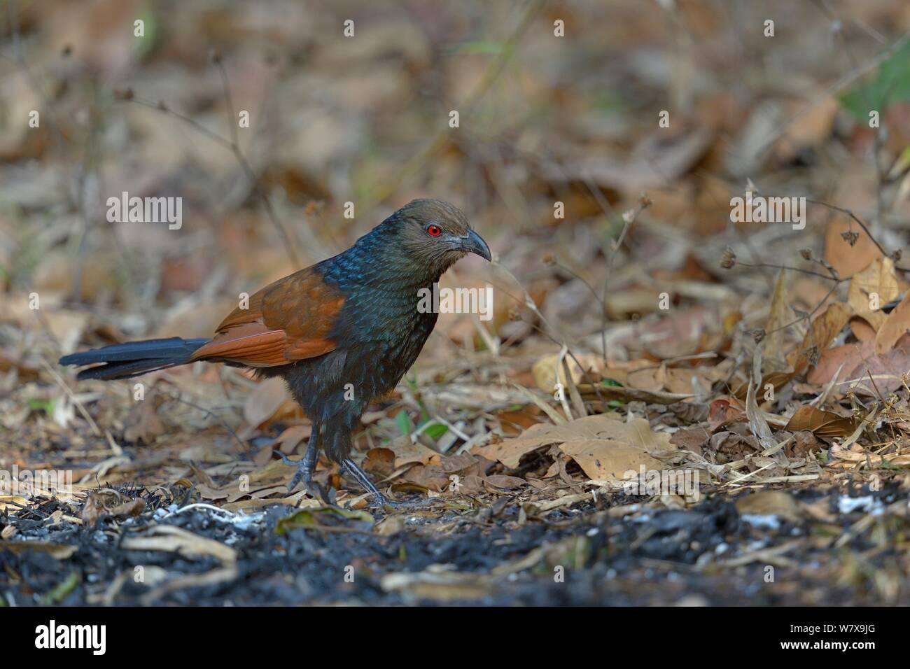 Greater coucal (Centropus sinensis) Nahrungssuche auf verbrannte Erde. Kaziranga Nationalpark, Assam, Indien. Stockfoto