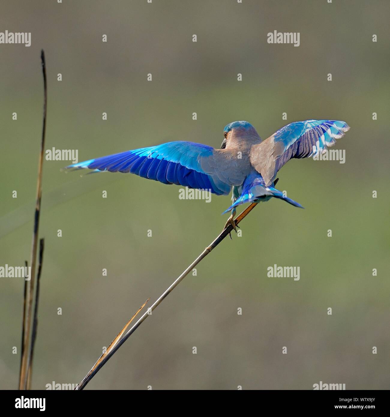 Indische Walze (Coracias benghalensis) hocken auf Reed, Ranthambore Nationalpark, Indien. Stockfoto