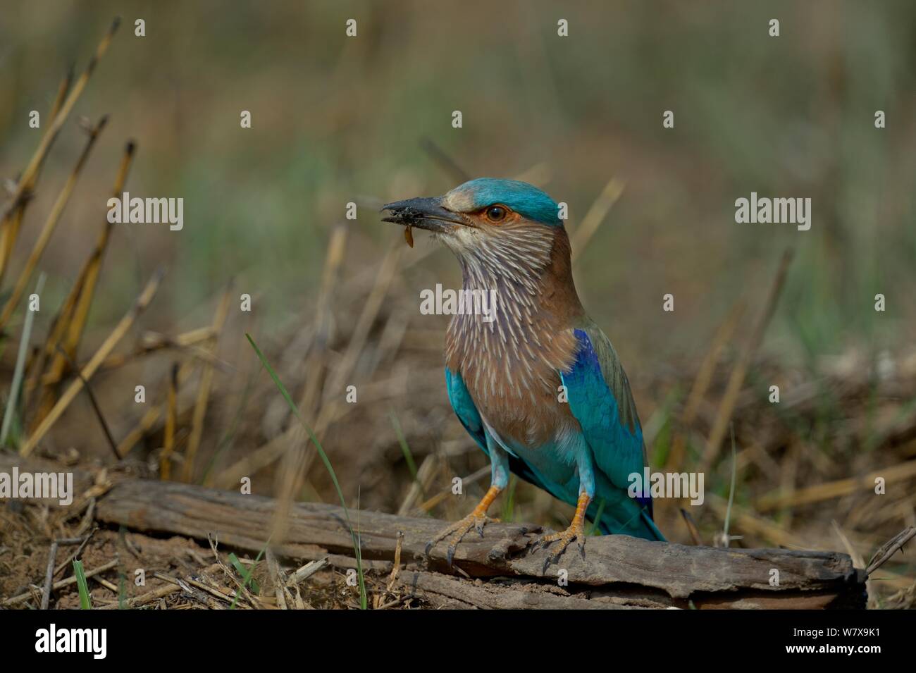 Indische Walze (Coracias benghalensis) Fütterung auf Insekt, Ranthambore Nationalpark, Indien. Stockfoto