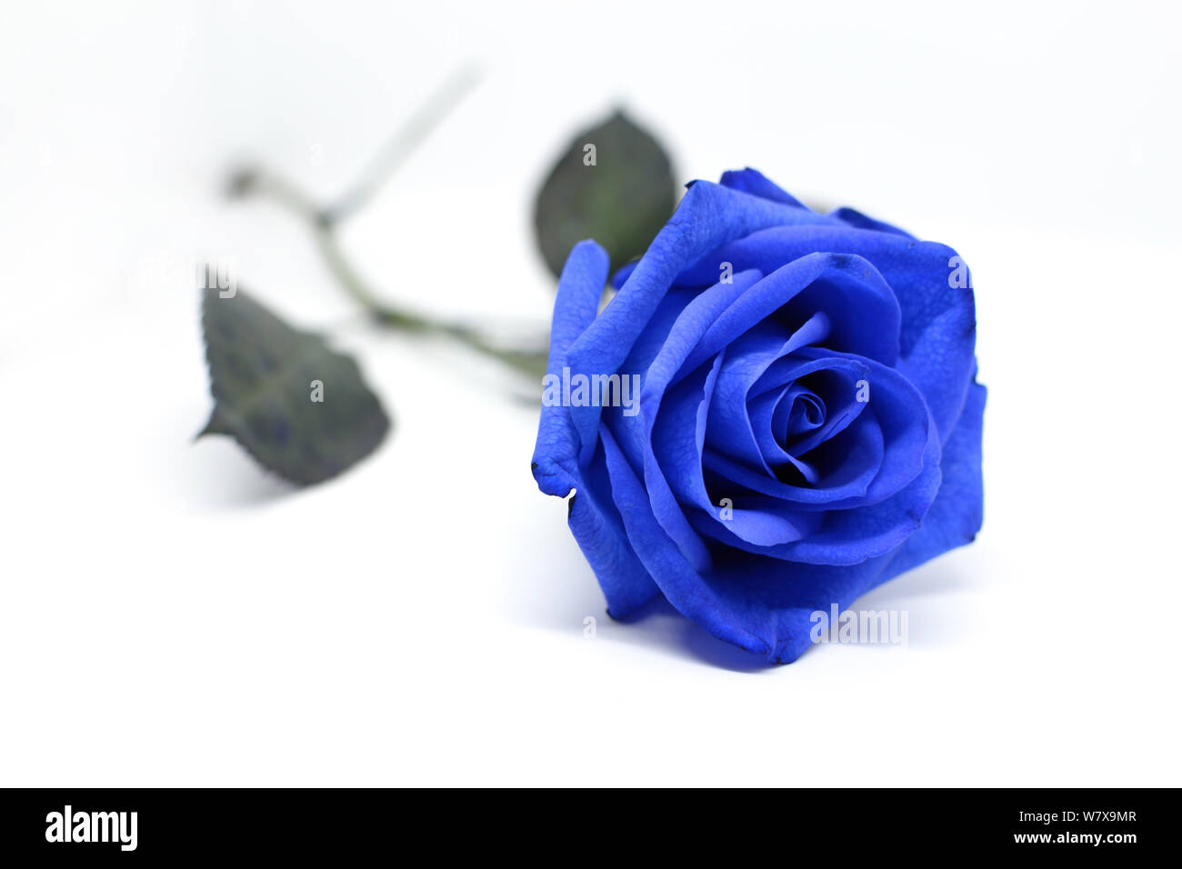 Blue Rose auf weißem Hintergrund Stockfoto