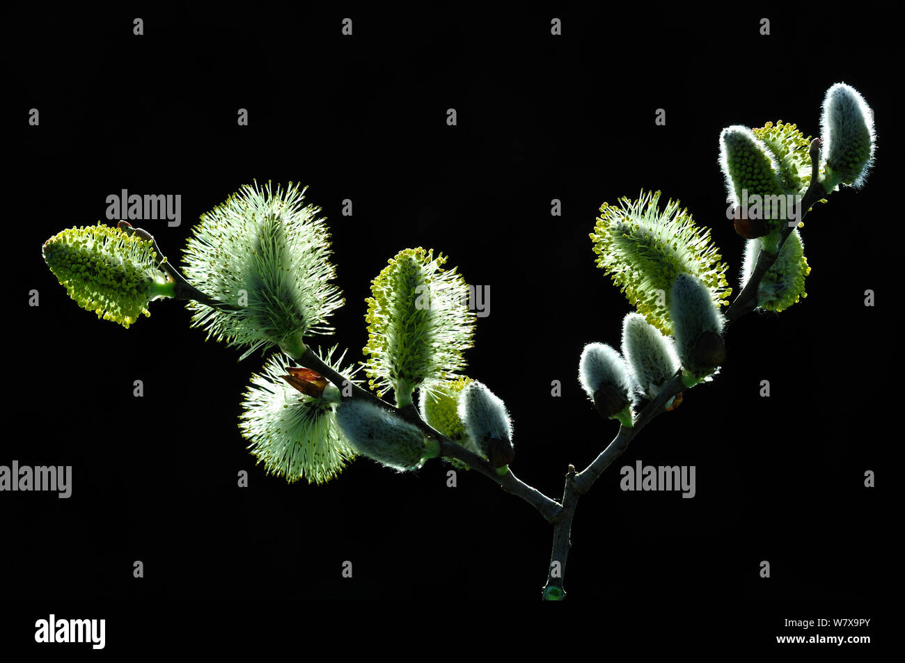 Grau Weide (Salix cinerea), männliche Kätzchen. Dorset, UK, März. Stockfoto
