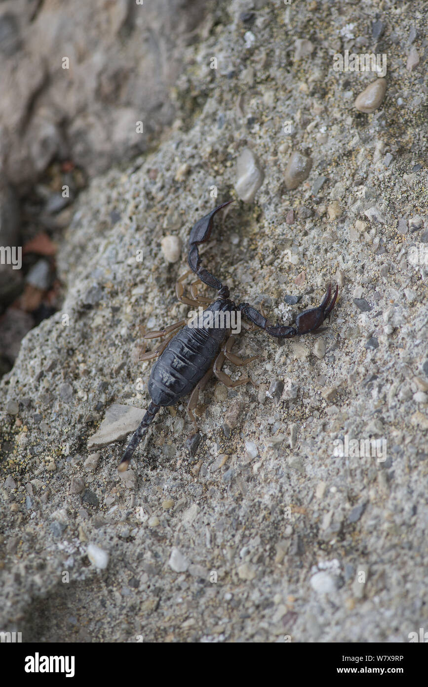 Gelb-tailed Skorpion (Euscorpius flavicaudis), Provence, Frankreich, Mai. Stockfoto