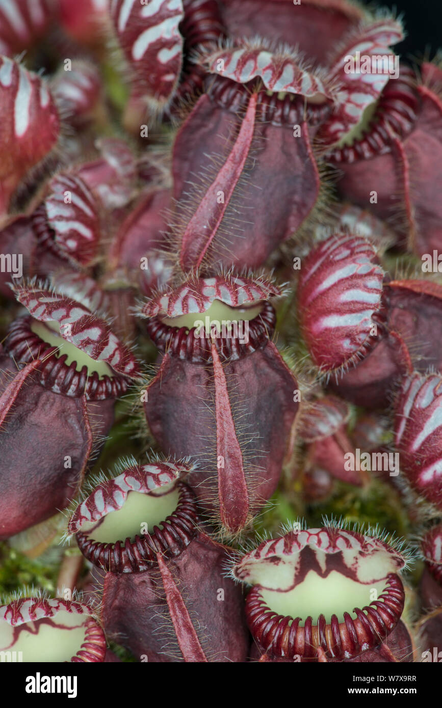 Albany Kannenpflanze (Cephalotus Follicularis) im Studio. Tritt in South-western Australia. Stockfoto