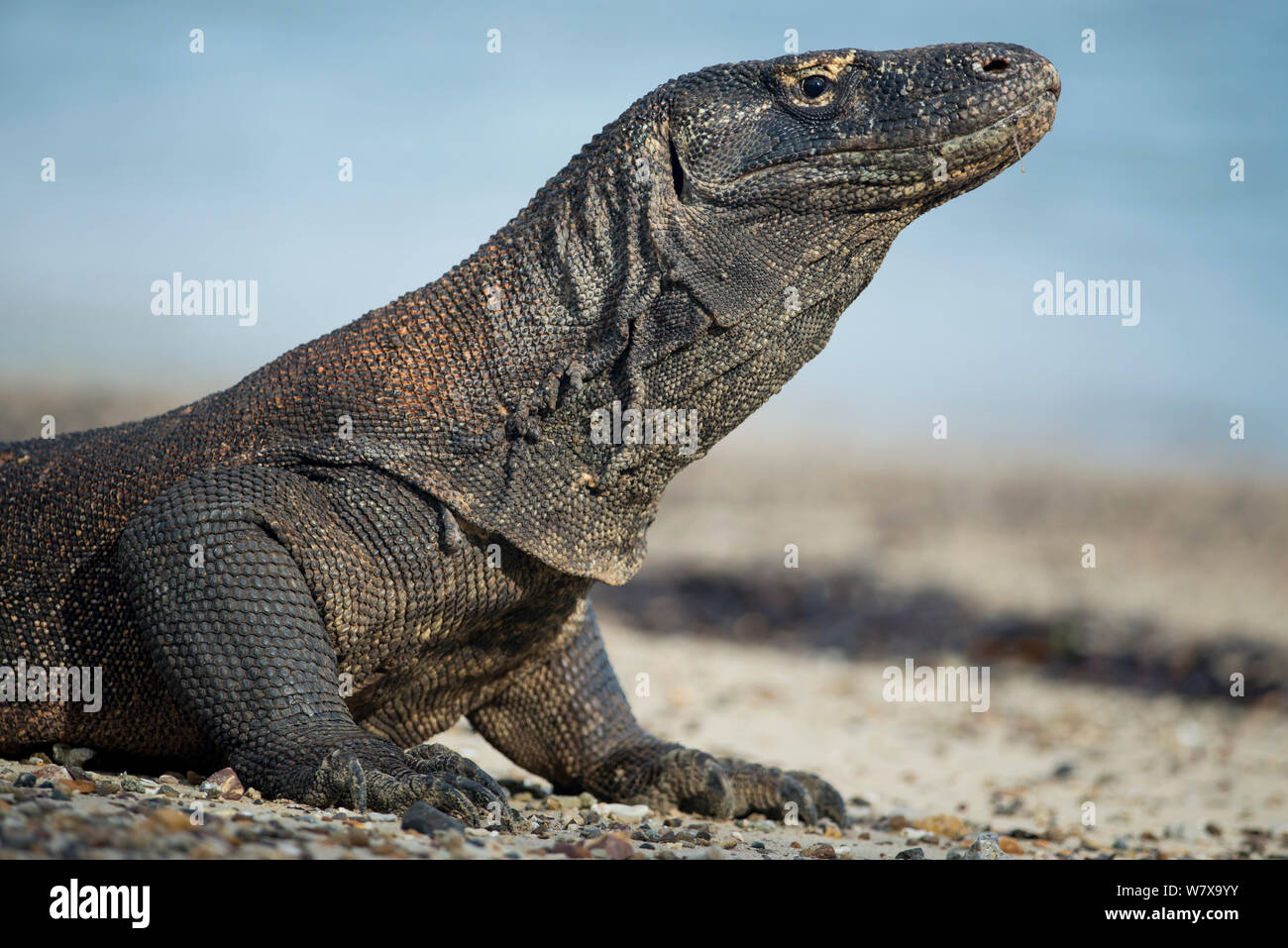 Komodo Waran (Varanus komodoensis) am Strand mit Kopf hob, Komodo National Park, Indonesia. Stockfoto