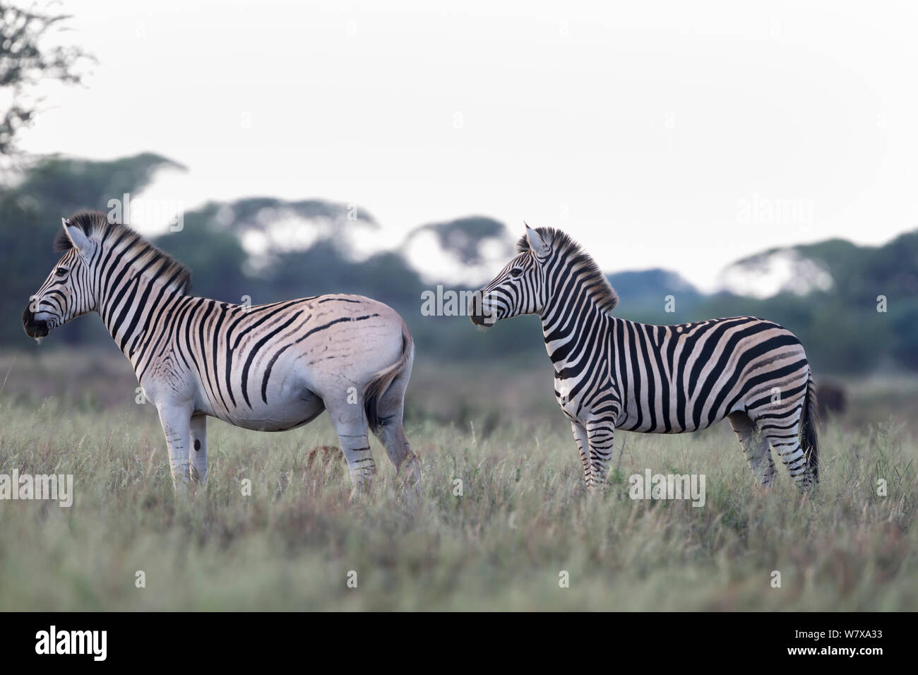 Blass rumped Zebras (Equus quagga), Teil der Quagga-Projekt mit dem Ziel, wieder das Quagga zu bringen, einer Unterart der Plains Zebra (Equus quagga burchelli), neben gemeinsamen Ebenen Zebra, Mokala National Park, Northern Province, Südafrika, Februar Stockfoto