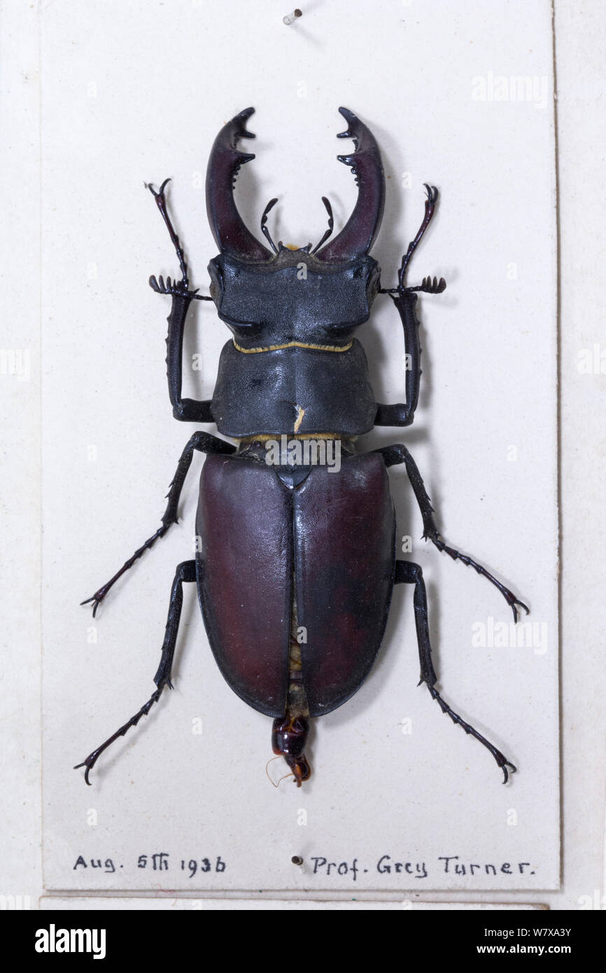 Hirschkäfer (Lucanus cervus) männlich-museum Muster, Tyne und Wear Archive und Museen Stockfoto