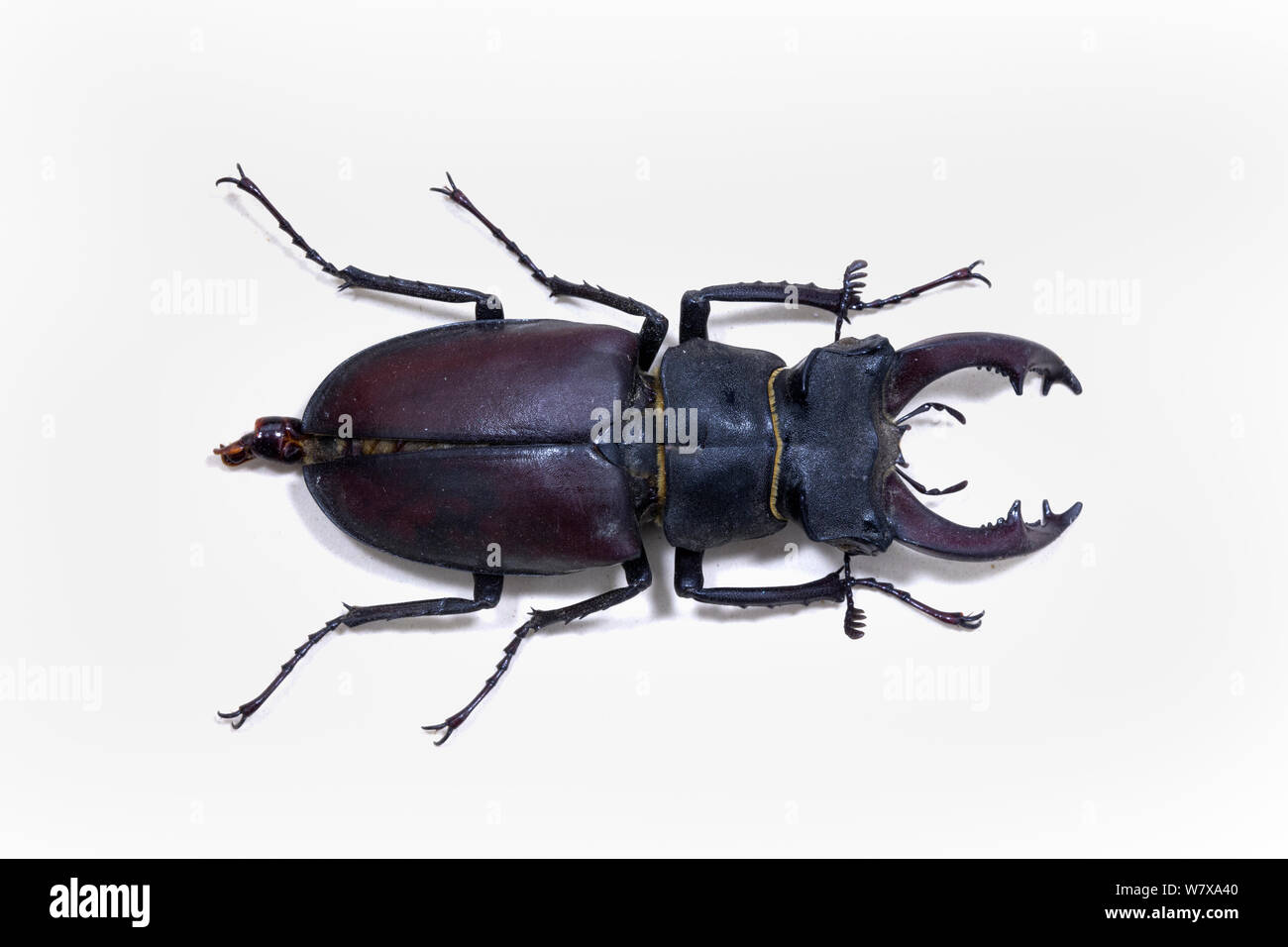 Hirschkäfer (Lucanus cervus) männlich-museum Muster, Tyne und Wear Archive und Museen Stockfoto