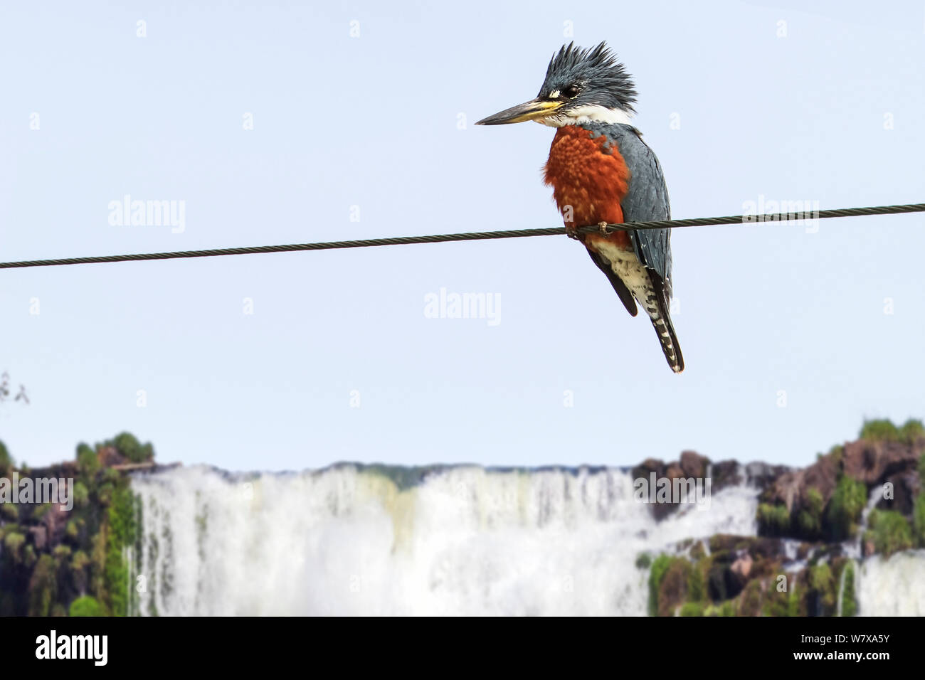 Kingfisher (Megaceryle torquata) Weibliche oben Wasserfall Pool gehockt, Parana, Brasilien beringt. Stockfoto