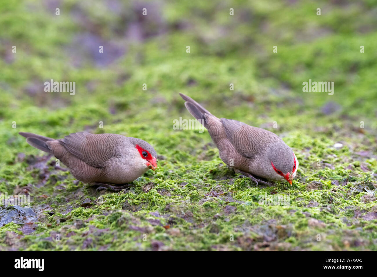 Gemeinsame waxbills (Estrilda astrild) Fütterung auf küstennahen Felsen. Santa Catarina, Brasilien, September. Stockfoto