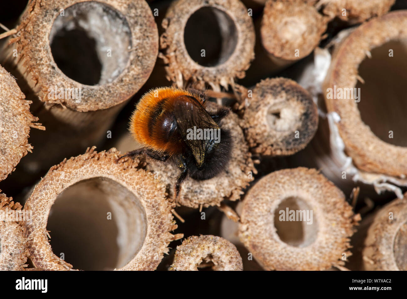Mason bee/builder Biene (Osmia cornuta) Beladen mit Pollen und Nektar, Eingabe Nest in man-made ' Insekt Hotel' für die solitären Bienen. Belgien, April. Stockfoto