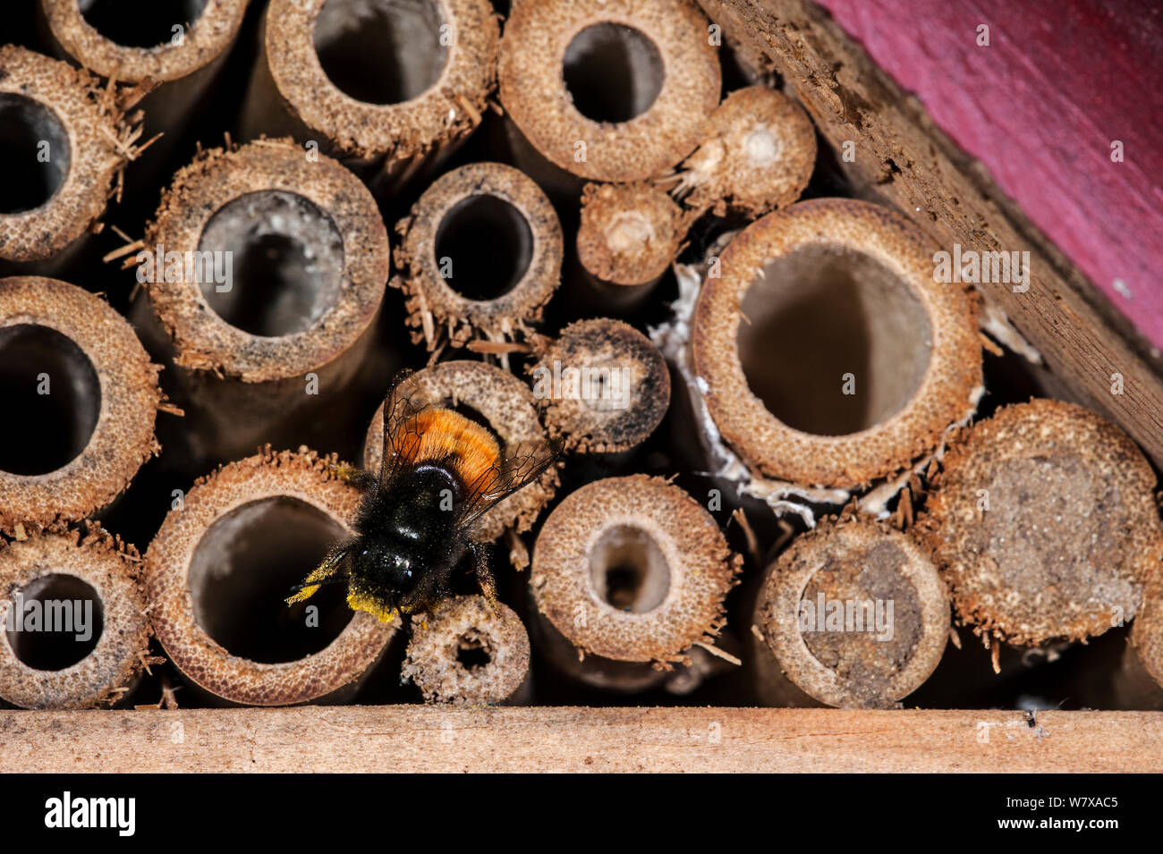 Mason bee/builder Biene (Osmia cornuta) Beladen mit Pollen und Nektar, Eingabe Nest in man-made ' Insekt Hotel' für die solitären Bienen. Belgien, April. Stockfoto
