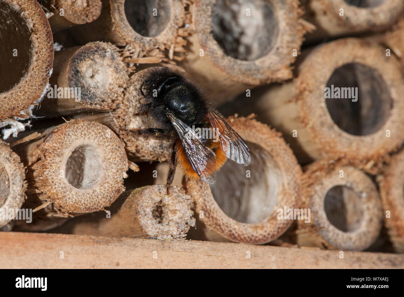 Mason bee/builder Biene (Osmia cornuta) bei Man-made ' Insekt Hotel' für die solitären Bienen, Abdichtung nest Hohlraum mit Schlamm, Belgien, April. Stockfoto