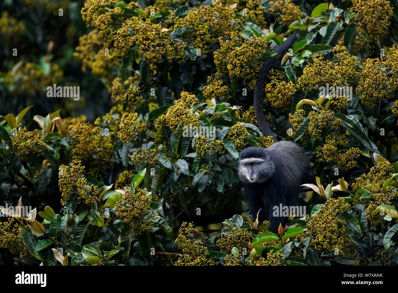 Harungana madagascariensis Fotos und Bildmaterial in hoher Auflösung