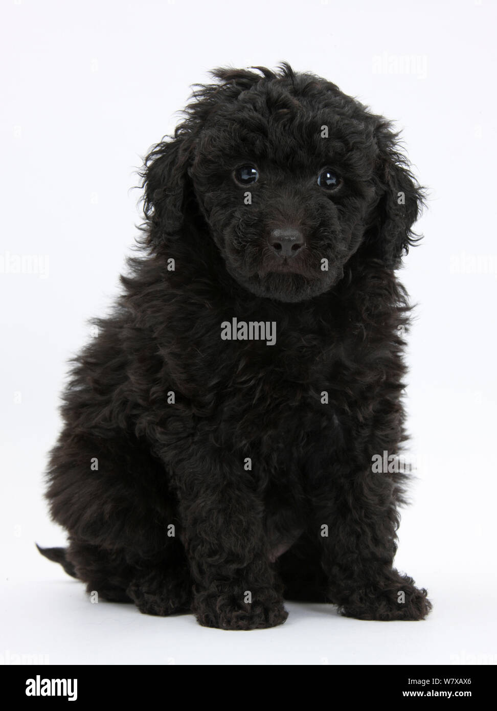 Schwarz Spielzeug Labrador x Pudel 'Labradoodle" Welpen. Stockfoto