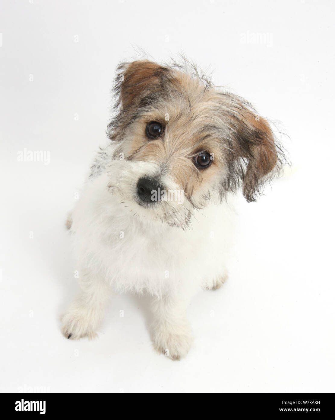 Bichon Frise x Jack Russell Terrier Welpen, Alter 12 Wochen mit Kopf schief zur Seite. Stockfoto