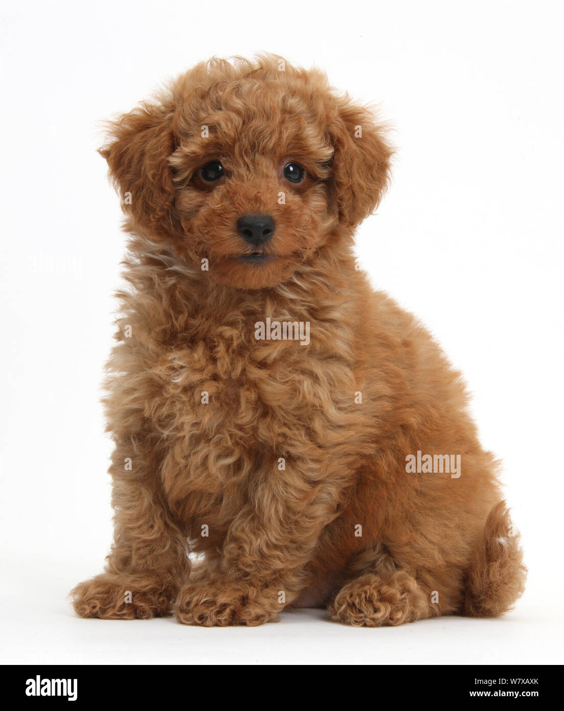 Cute rot Toy Pudel Welpen sitzen. Stockfoto