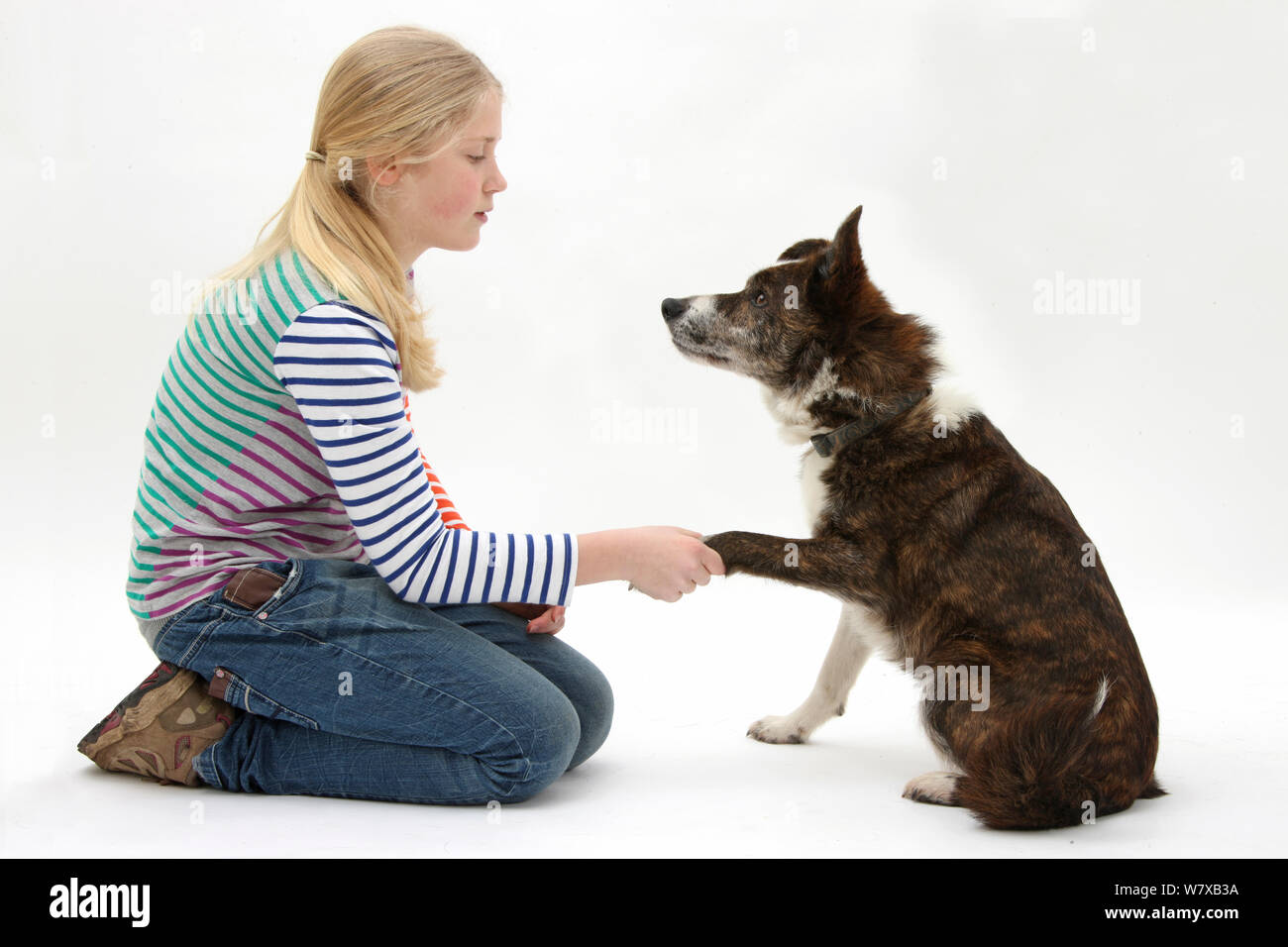 Mädchen Händeschütteln mit mongrel Hund. Model Released Stockfoto