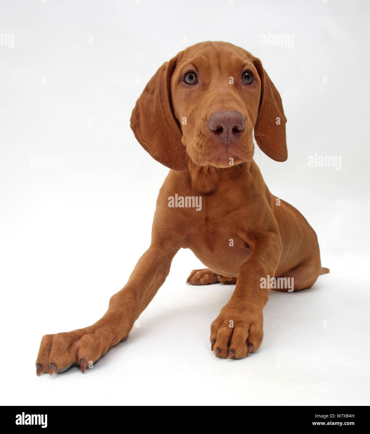 Ungarische Vizsla Welpe, Alter 13 Wochen. Stockfoto